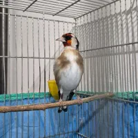 سهره نر|پرنده|همدان, |دیوار