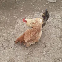 مرغ و خروس|حیوانات مزرعه|رشت, بازار|دیوار