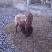 یک گوسفند بره مار