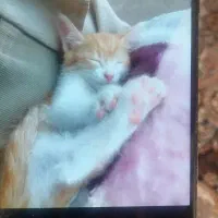 گربه کوچولو
