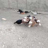 بوقلمون نر و ماده محلی|حیوانات مزرعه|بوکان, |دیوار