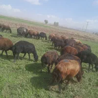 فروش  گوسفند