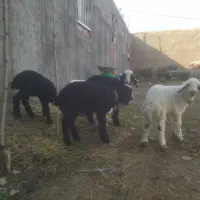 بره شیری افشار شال|حیوانات مزرعه|ایلام, |دیوار