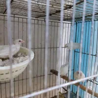 فنج بنگالی 5موجود دارو تری کو پلاس موجود