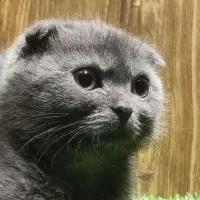 اسکاتیش بلو انفولد