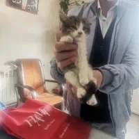 بچه گربه