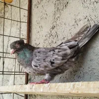 کفتر رنگی و سیاه|پرنده|بندر ماهشهر, |دیوار
