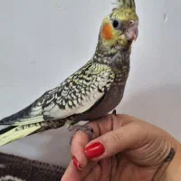عروس هلندی دستی