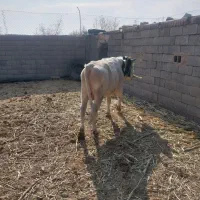 گاو نر یکساله جوان|حیوانات مزرعه|زیرکوه, |دیوار