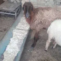 بره