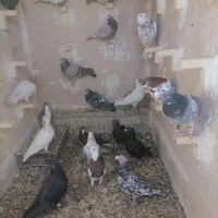 دس کفتری فروشی|پرنده|آباده, |دیوار