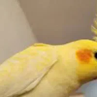 گمشده عروس هلندی ماده ،عکس مال خود پرنده نیست