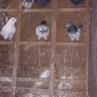 کبوتر|پرنده|رشت, جانبازان|دیوار