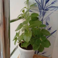 گل زیبا وخوشبو صدوپنجاه هزار تومان