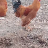 برهما اصیل|حیوانات مزرعه|قیدار, |دیوار