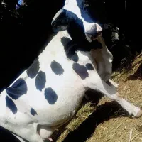 کاو|حیوانات مزرعه|شیراز, شاپورجان|دیوار