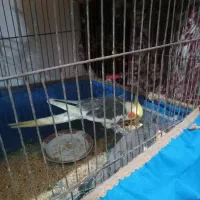 جفت عروس همراه با جوجه
