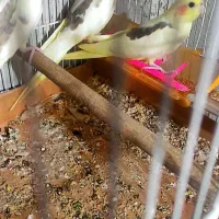 فروش عروس هلندی|پرنده|آشخانه, |دیوار