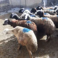 میش جوان|حیوانات مزرعه|سیلاخور, |دیوار