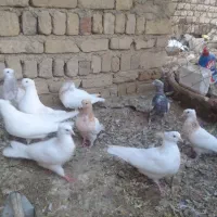 کفتر رنگ