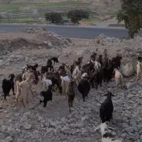 ۲۸راس بز جوان