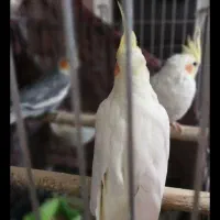 عروس هلندی|پرنده|ری, اقدسیه|دیوار