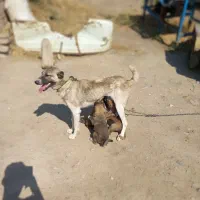 دو سگ الی برای نگهبانی