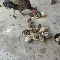 ۱۵عدد جوجه بوقلمون