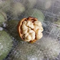گردو درجه یک ودرشت