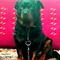 سگ ماده دوساله رتوایلر|سگ|شیروان (خراسان), |دیوار