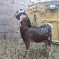 کره پاکستانی نر