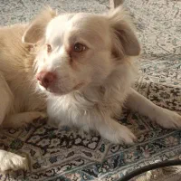 سگ اشپیتز نر