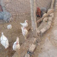 مرغ و خروس|حیوانات مزرعه|سلفچگان, |دیوار