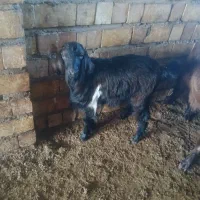 دو راس بزغاله چاق|حیوانات مزرعه|آزادشهر, |دیوار