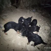 واگذاری|سگ|شیروان (خراسان), |دیوار