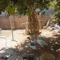 مرغ