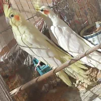 یک جفت عروس هلندی لوتینو|پرنده|مهدی شهر, |دیوار