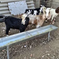 بز پاکستانی از تکه درآمده ودوبزغاله دقلو چاق|حیوانات مزرعه|گنبد کاووس, |دیوار