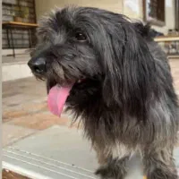 سگ نرگمشده در بلوارملا صدرا