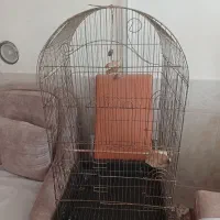 قفس بزرگ کاسکویی