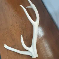 شاخ گوزن دکوری و تزئینی