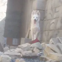 نر و ماده رودان هستش|سگ|بندرعباس, |دیوار