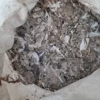 کود کفتر|لوازم جانبی حیوانات|آذرشهر, |دیوار