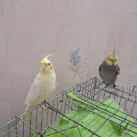 جفت عروس هلندی
