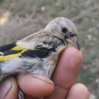 جوجه سهره