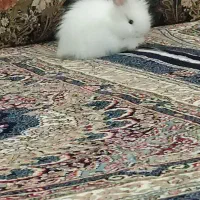 خرگوش لپی|موش و خرگوش|ابهر, |دیوار