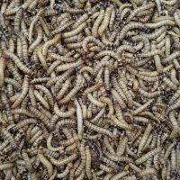 میلورم ، سوپرورم ، جیرجیرک ، دوبیا زنده و خشک