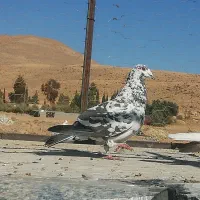 کبوتر|پرنده|شیراز, محمدیه|دیوار