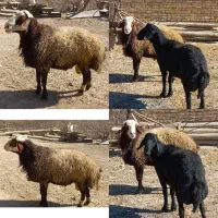 دوتا قوچ قره غزل و مهربان افشار