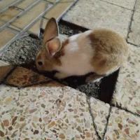 خرگوش